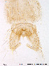  ( - Finnmark97)  @12 [ ] CreativeCommons - Attribution Non-Commercial Share-Alike (2012) NTNU Museum of Natural History and Archaeology NTNU Museum of Natural History and Archaeology