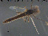  ( - Finnmark868)  @11 [ ] CreativeCommons - Attribution Non-Commercial Share-Alike (2015) NTNU University Museum, Department of Natural History NTNU University Museum, Department of Natural History