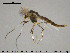  (Cricotopus sp. 3ES - Finnmark874)  @14 [ ] CreativeCommons - Attribution Non-Commercial Share-Alike (2015) NTNU University Museum, Department of Natural History NTNU University Museum, Department of Natural History