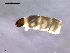  (Smittia brevipennis - SV514)  @12 [ ] CreativeCommons - Attribution Non-Commercial Share-Alike (2011) NTNU Museum of Natural History and Archaeology NTNU Museum of Natural History and Archaeology