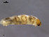  (Smittia sp. 28ES - SV515)  @12 [ ] CreativeCommons - Attribution Non-Commercial Share-Alike (2011) NTNU Museum of Natural History and Archaeology NTNU Museum of Natural History and Archaeology