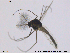  (Orthocladius sp. 11TE - RIN_CH27)  @13 [ ] CreativeCommons - Attribution Non-Commercial Share-Alike (2013) Mona Saursaunet, NTNU Museum of Natural History and Archeology NTNU Museum of Natural History and Archeology