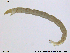  ( - RIN_CH33)  @12 [ ] CreativeCommons - Attribution Non-Commercial Share-Alike (2013) Mona Saursaunet, NTNU Museum of Natural History and Archeology NTNU Museum of Natural History and Archeology