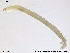  ( - RIN_CH38)  @12 [ ] CreativeCommons - Attribution Non-Commercial Share-Alike (2013) Mona Saursaunet, NTNU Museum of Natural History and Archeology NTNU Museum of Natural History and Archeology