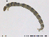  (Cricotopus reversus - RIN_CH45)  @13 [ ] CreativeCommons - Attribution Non-Commercial Share-Alike (2013) Mona Saursaunet, NTNU Museum of Natural History and Archeology NTNU Museum of Natural History and Archeology