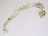 (Chaoborus crystallinus - RIN_CH72)  @13 [ ] CreativeCommons - Attribution Non-Commercial Share-Alike (2013) Mona Saursaunet, NTNU Museum of Natural History and Archeology NTNU Museum of Natural History and Archeology