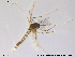  (Guttipelopia - RIN_CH73)  @13 [ ] CreativeCommons - Attribution Non-Commercial Share-Alike (2013) Mona Saursaunet, NTNU Museum of Natural History and Archeology NTNU Museum of Natural History and Archeology
