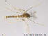  ( - RIN_CH74)  @13 [ ] CreativeCommons - Attribution Non-Commercial Share-Alike (2013) Mona Saursaunet, NTNU Museum of Natural History and Archeology NTNU Museum of Natural History and Archeology
