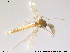 (Guttipelopia - RIN_CH75)  @13 [ ] CreativeCommons - Attribution Non-Commercial Share-Alike (2013) Mona Saursaunet, NTNU Museum of Natural History and Archeology NTNU Museum of Natural History and Archeology