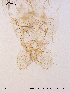  ( - BJ108)  @12 [ ] CreativeCommons - Attribution Non-Commercial Share-Alike (2011) NTNU Museum of Natural History and Archaeology NTNU Museum of Natural History and Archaeology