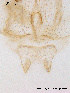  ( - BJ109)  @12 [ ] CreativeCommons - Attribution Non-Commercial Share-Alike (2011) NTNU Museum of Natural History and Archaeology NTNU Museum of Natural History and Archaeology
