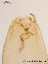  ( - BJ110)  @12 [ ] CreativeCommons - Attribution Non-Commercial Share-Alike (2011) NTNU Museum of Natural History and Archaeology NTNU Museum of Natural History and Archaeology