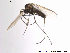  (Arctopelopia melanosoma - BJ117)  @13 [ ] CreativeCommons - Attribution Non-Commercial Share-Alike (2013) NTNU Museum of Natural History and Archaeology NTNU Museum of Natural History and Archaeology