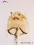  ( - BJ149)  @13 [ ] CreativeCommons - Attribution Non-Commercial Share-Alike (2011) NTNU Museum of Natural History and Archaeology NTNU Museum of Natural History and Archaeology