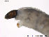  ( - BJ152)  @12 [ ] CreativeCommons - Attribution Non-Commercial Share-Alike (2013) NTNU Museum of Natural History and Archaeology NTNU Museum of Natural History and Archaeology