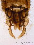  ( - BJ156)  @12 [ ] CreativeCommons - Attribution Non-Commercial Share-Alike (2011) NTNU Museum of Natural History and Archaeology NTNU Museum of Natural History and Archaeology