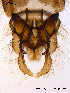  ( - BJ158)  @12 [ ] CreativeCommons - Attribution Non-Commercial Share-Alike (2011) NTNU Museum of Natural History and Archaeology NTNU Museum of Natural History and Archaeology