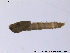  ( - BJ213)  @12 [ ] CreativeCommons - Attribution Non-Commercial Share-Alike (2011) NTNU Museum of Natural History and Archaeology NTNU Museum of Natural History and Archaeology