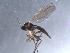  ( - BJ229)  @12 [ ] CreativeCommons - Attribution Non-Commercial Share-Alike (2011) NTNU Museum of Natural History and Archaeology NTNU Museum of Natural History and Archaeology