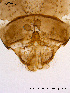  ( - BJ81)  @12 [ ] CreativeCommons - Attribution Non-Commercial Share-Alike (2011) NTNU Museum of Natural History and Archaeology NTNU Museum of Natural History and Archaeology