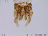  ( - SV100)  @12 [ ] CreativeCommons - Attribution Non-Commercial Share-Alike (2013) NTNU Museum of Natural History and Archaeology NTNU Museum of Natural History and Archaeology