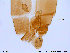  ( - SV123)  @12 [ ] CreativeCommons - Attribution Non-Commercial Share-Alike (2013) NTNU Museum of Natural History and Archaeology NTNU Museum of Natural History and Archaeology