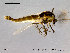  (Cricotopus glacialis - SV184)  @15 [ ] CreativeCommons - Attribution Non-Commercial Share-Alike (2010) Unspecified NTNU Museum of Natural History and Archaeology