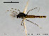  (Cricotopus lestralis - SV230)  @13 [ ] CreativeCommons - Attribution Non-Commercial Share-Alike (2010) Unspecified NTNU Museum of Natural History and Archaeology