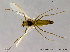  (Orthocladius consobrinus - SV239)  @14 [ ] CreativeCommons - Attribution Non-Commercial Share-Alike (2010) Unspecified NTNU Museum of Natural History and Archaeology