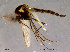  (Procladius frigidus - SV252)  @13 [ ] CreativeCommons - Attribution Non-Commercial Share-Alike (2010) Unspecified NTNU Museum of Natural History and Archaeology