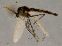  (Orthocladius nitidoscutellatus - SV260)  @14 [ ] CreativeCommons - Attribution Non-Commercial Share-Alike (2010) Unspecified NTNU Museum of Natural History and Archaeology