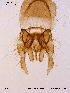  ( - SV48)  @12 [ ] CreativeCommons - Attribution Non-Commercial Share-Alike (2011) NTNU Museum of Natural History and Archaeology NTNU Museum of Natural History and Archaeology