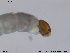  (Allocladius sp. 1ES - SV483)  @12 [ ] CreativeCommons - Attribution Non-Commercial Share-Alike (2013) NTNU Museum of Natural History and Archaeology NTNU Museum of Natural History and Archaeology