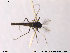  (Smittia sp. 25ES - SV548)  @12 [ ] CreativeCommons - Attribution Non-Commercial Share-Alike (2011) NTNU Museum of Natural History and Archaeology NTNU Museum of Natural History and Archaeology