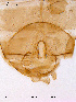 ( - SV56)  @12 [ ] CreativeCommons - Attribution Non-Commercial Share-Alike (2011) NTNU Museum of Natural History and Archaeology NTNU Museum of Natural History and Archaeology