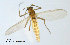  (Smittia sp. 7ES - SV597)  @13 [ ] CreativeCommons - Attribution Non-Commercial Share-Alike (2012) NTNU Museum of Natural History and Archaeology NTNU Museum of Natural History and Archaeology