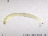  ( - SV 672)  @12 [ ] CreativeCommons - Attribution Non-Commercial Share-Alike (2013) NTNU Museum of Natural History and Archaeology NTNU Museum of Natural History and Archaeology