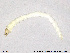  ( - SV 673)  @12 [ ] CreativeCommons - Attribution Non-Commercial Share-Alike (2013) NTNU Museum of Natural History and Archaeology NTNU Museum of Natural History and Archaeology