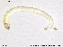  ( - SV 674)  @12 [ ] CreativeCommons - Attribution Non-Commercial Share-Alike (2013) NTNU Museum of Natural History and Archaeology NTNU Museum of Natural History and Archaeology