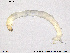  ( - SV 676)  @12 [ ] CreativeCommons - Attribution Non-Commercial Share-Alike (2013) NTNU Museum of Natural History and Archaeology NTNU Museum of Natural History and Archaeology