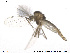  ( - SV 677)  @12 [ ] CreativeCommons - Attribution Non-Commercial Share-Alike (2013) NTNU Museum of Natural History and Archaeology NTNU Museum of Natural History and Archaeology