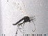  ( - SV 698)  @13 [ ] CreativeCommons - Attribution Non-Commercial Share-Alike (2013) NTNU Museum of Natural History and Archaeology NTNU Museum of Natural History and Archaeology