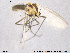  ( - SV 700)  @12 [ ] CreativeCommons - Attribution Non-Commercial Share-Alike (2013) NTNU Museum of Natural History and Archaeology NTNU Museum of Natural History and Archaeology