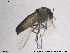  ( - SV 703)  @12 [ ] CreativeCommons - Attribution Non-Commercial Share-Alike (2013) NTNU Museum of Natural History and Archaeology NTNU Museum of Natural History and Archaeology