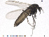  (Smittia sp. 5ES - SV 716)  @13 [ ] CreativeCommons - Attribution Non-Commercial Share-Alike (2013) NTNU Museum of Natural History and Archaeology NTNU Museum of Natural History and Archaeology