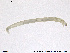  ( - SV 749)  @12 [ ] CreativeCommons - Attribution Non-Commercial Share-Alike (2013) NTNU Museum of Natural History and Archaeology NTNU Museum of Natural History and Archaeology