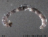  ( - SV 760)  @13 [ ] CreativeCommons - Attribution Non-Commercial Share-Alike (2013) NTNU Museum of Natural History and Archaeology NTNU Museum of Natural History and Archaeology
