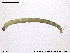  ( - SV 805)  @12 [ ] CreativeCommons - Attribution Non-Commercial Share-Alike (2013) NTNU Museum of Natural History and Archaeology NTNU Museum of Natural History and Archaeology