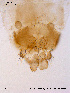  ( - SV82)  @12 [ ] CreativeCommons - Attribution Non-Commercial Share-Alike (2011) NTNU Museum of Natural History and Archaeology NTNU Museum of Natural History and Archaeology