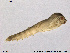  ( - SV 836)  @13 [ ] CreativeCommons - Attribution Non-Commercial Share-Alike (2013) NTNU Museum of Natural History and Archaeology NTNU Museum of Natural History and Archaeology